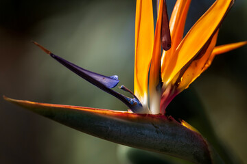 bird of paradise