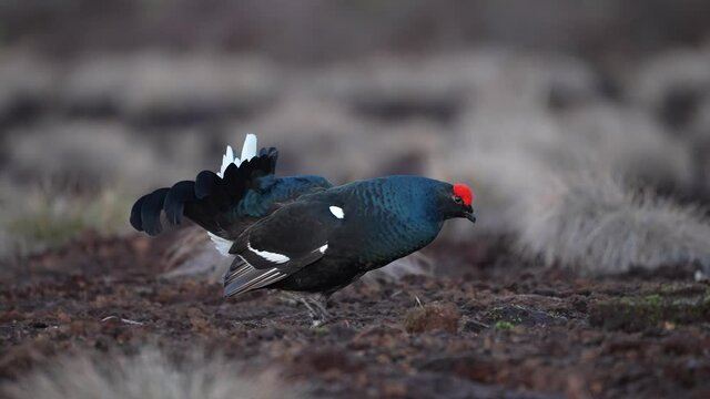 Black Grouse on spring bog ready for fighting, lekking. Spring colors of moors with black grouse, blackcock. Male Black Grouse lek game at sunrise. Lyrurus tetrix lekking in Estonia, Saaremaa swamp