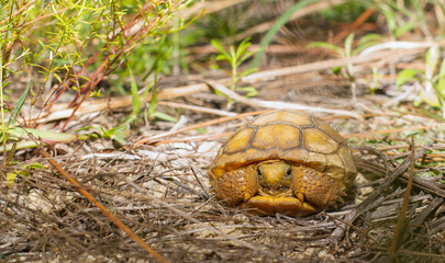 Hatchling wild Florida gopher tortoise - Gopherus polyphemus in habitat.  Front view peeking out of shell looking at camera with sand on face