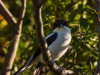 blue jay on a branch