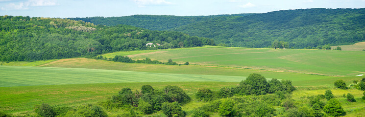 Fototapeta na wymiar Beautiful summer landscape green sown field on a sunny day in Ukraine