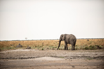 Elefant, Botswana