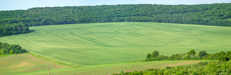 Beautiful summer landscape green sown field on a sunny day in Ukraine