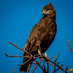 red tailed hawk