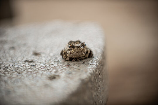 Froschk&ouml;nig