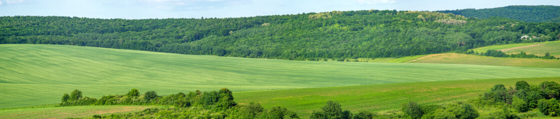 Fototapeta na wymiar Beautiful summer landscape green sown field on a sunny day in Ukraine