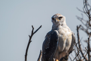 red tailed hawk