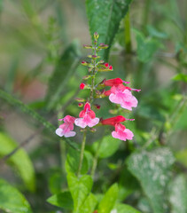 Wild Pink form of Scarlet salvia, a perennial native to Florida, attracts hummingbirds and butterflies with its rich red tubular flowers (sometimes pink or white) that appear from spring through fall