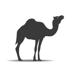 Camel Vector, Illustration, png, icon, and graphic for download
