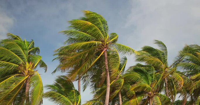 Beautiful coconut palm trees sway in sunshine. Palm branches against a beautiful blue sky with white puffy clouds. Green palm leaves moving in the wind on blue sky background. Beach travel concept.