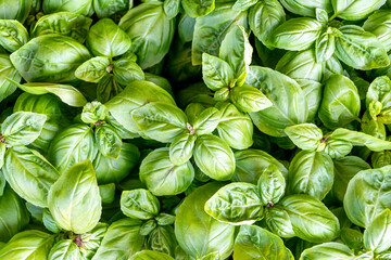 full frame background of basil plants