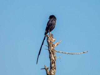 red tailed hawk