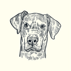 Vintage hand drawn sketch doberman dog