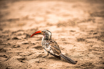 Botswana, Reise, Safari