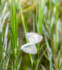 Male and female Barred Yellow - Eurema daira - mating pair in Summer (wet season) form is smaller...