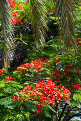 flowers of Flame Tree. Also known as royal Poinciana or flamboyant tree, flame tree is one of the world's most colorful trees. His homeland is Madagascar.