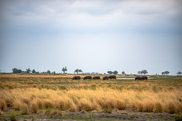 Fototapeta na wymiar Botswana, Reise, Safari