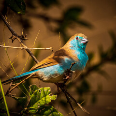 robin perched on a branch