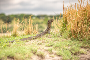 Botswana, Reise, Safari