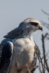 red tailed hawk