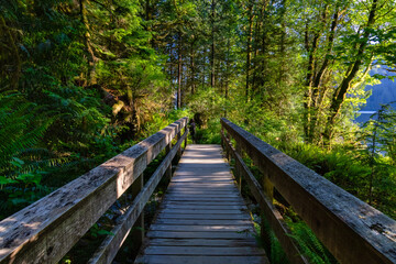 View of Hiking Path in Green and Vibrant Rain Forest during a sunny summer day. Buntzen Lake, Anmore, Vancouver, British Columbia, Canada. Nature Background