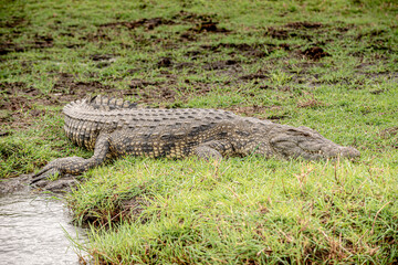 Botswana, Reise, Safari