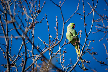 bird on branch