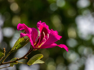 Obraz premium pink magnolia flower
