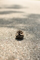 pinecone on asphalt
