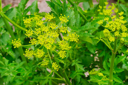 Parsnip (Pastinaca Sativa) flowers in bloom