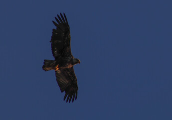 eagle in flight