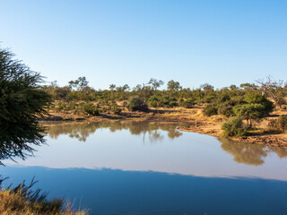 reflection of trees in water