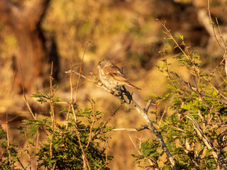 sparrow sitting on a branch