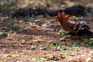 autumn leaves on the ground