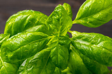 fresh basil leaves close up