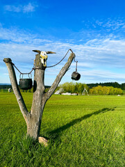 Tree stump with an animal skeleton