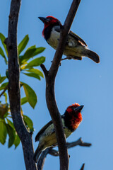 kingfisher on branch
