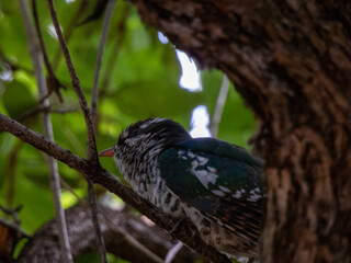 bird in the tree