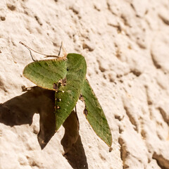 grasshopper on a leaf