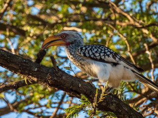 red billed hornbill