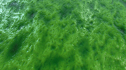 Abstract organic wet slime, biological matter background. Seething flesh slush like backdrop