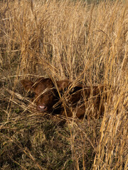 Calf in the field