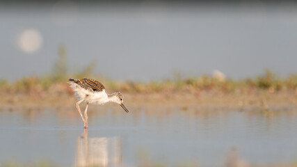 bird, natur, wasser, wild lebende tiere, tier, schnepfenvögel, meer, möve, beach, 