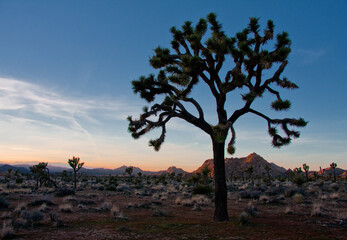 A Joshua tree at sunset