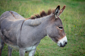 Naklejka na ściany i meble donkey in the meadow green grass country farm 