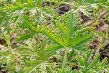 Fototapeta na wymiar Citronella (Scent Geranium). Close up view of plant leaves