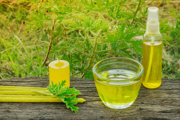Citronella (Scent Geranium). Pelagorium Citrosum essence oil in a cup with a candel incence and spray bottle. Over a wood plank with a Citronella plant in the background