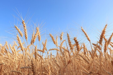 Fototapeta premium Ripe ears of yellow field of wheat and rye on a background of blue sky. Concept of a rich harvest, selective focus, rural landscape. Close up photo of nature.Advertising for bakery, autumn banner,