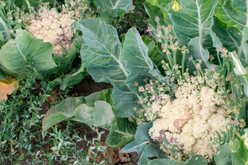 Cauliflowers (Brassica oleracea var. botrytis) starting to flower in a crop field