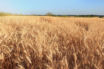 Ripe ears of yellow field of wheat and rye on a background of blue sky. Concept of a rich harvest, selective focus, rural landscape. Close up photo of nature.Advertising for bakery, autumn banner,